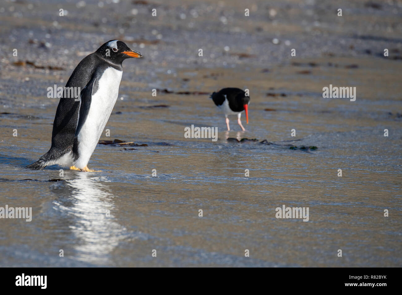 Falklandinseln, Saunders Island. Northern Gentoo Pinguin am Strand mit magellanschen Oyster Catcher in der Ferne. Stockfoto