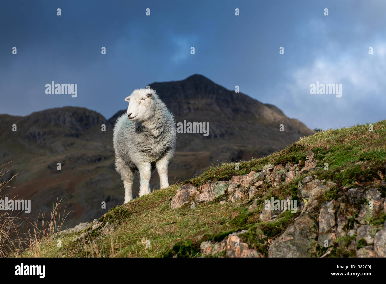 Herdwick Schafe weiden, fiel im Novotel Manchester West, nach tupping Zeit im frühen Winter. Cumbria, Großbritannien Stockfoto