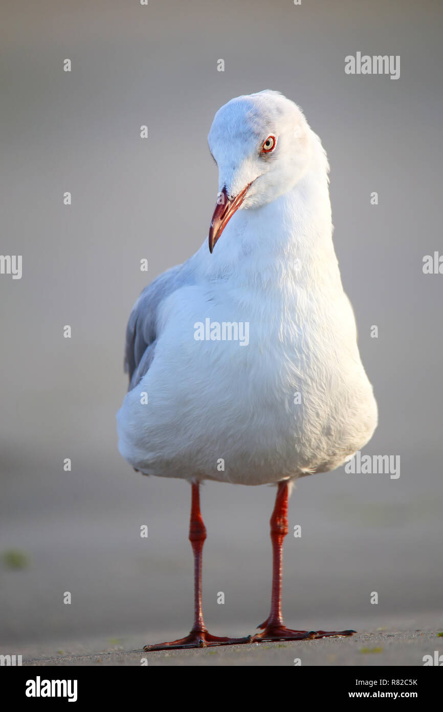 Grey-headed Gull (Chroicocephalus Cirrocephalus) an einem Strand in der Bucht von Paracas, Peru. Paracas-Bucht ist bekannt für seine reiche Tierwelt. Stockfoto