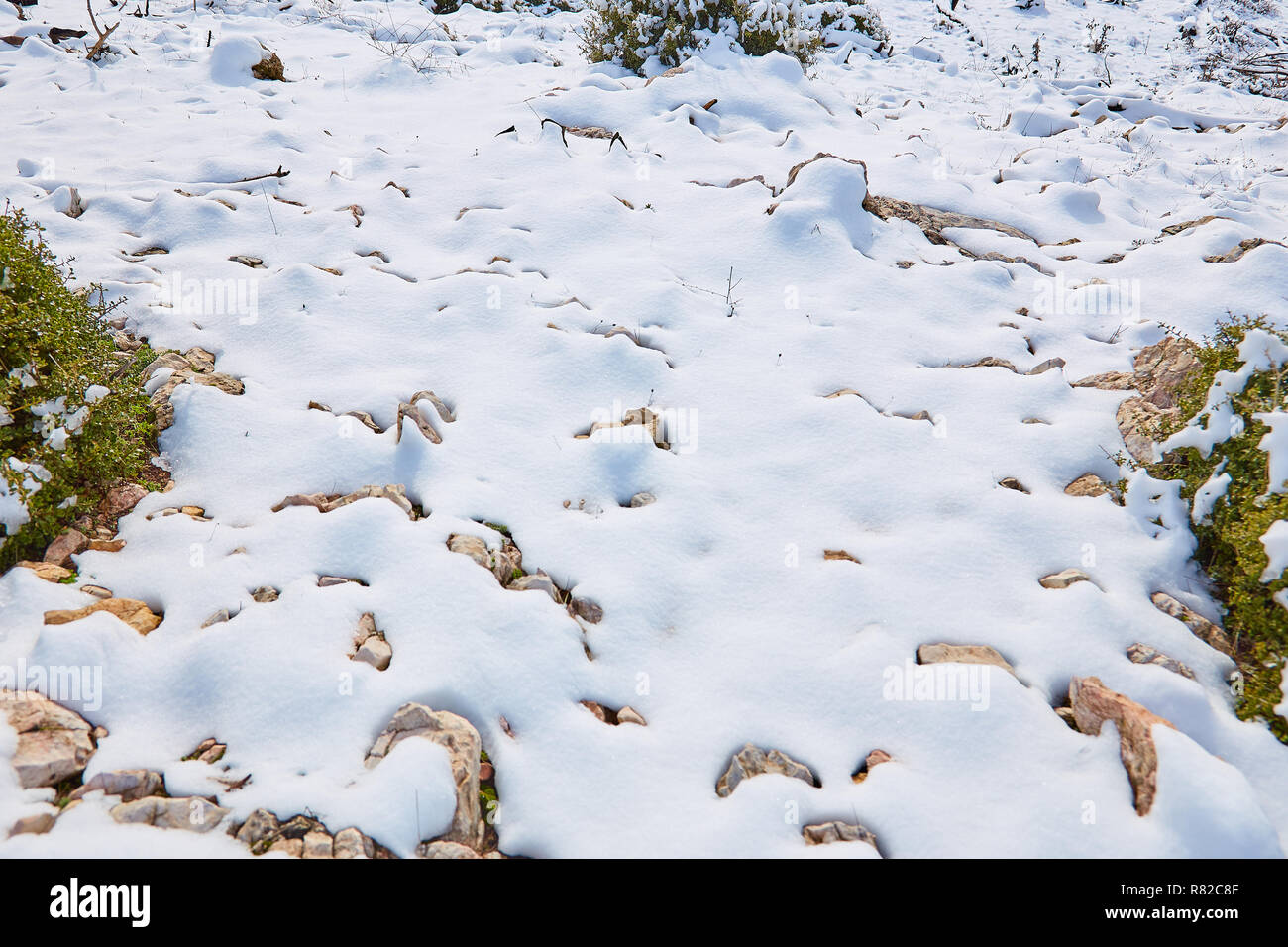 Landschaftlich schöne Aussicht auf verschneite Wald details während des Winters in Parnitha Berg, Griechenland, Grußkarten Weihnachten in der Saison Stockfoto