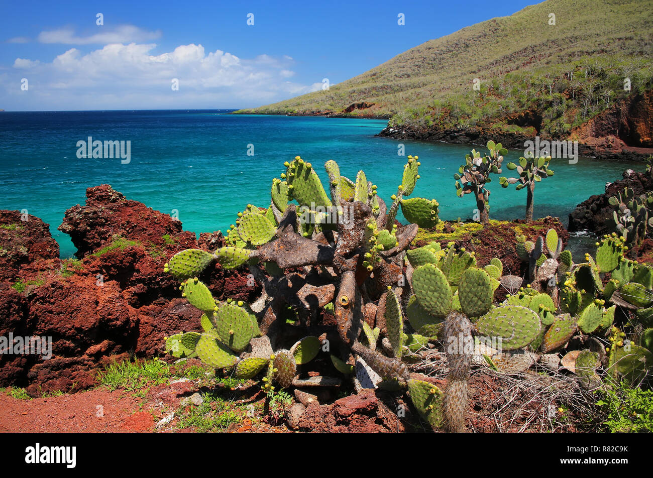 Galapagos Feigenkaktus auf Rabida Insel im Nationalpark Galapagos, Ecuador. Er ist endemisch auf den Galápagos-Inseln. Stockfoto