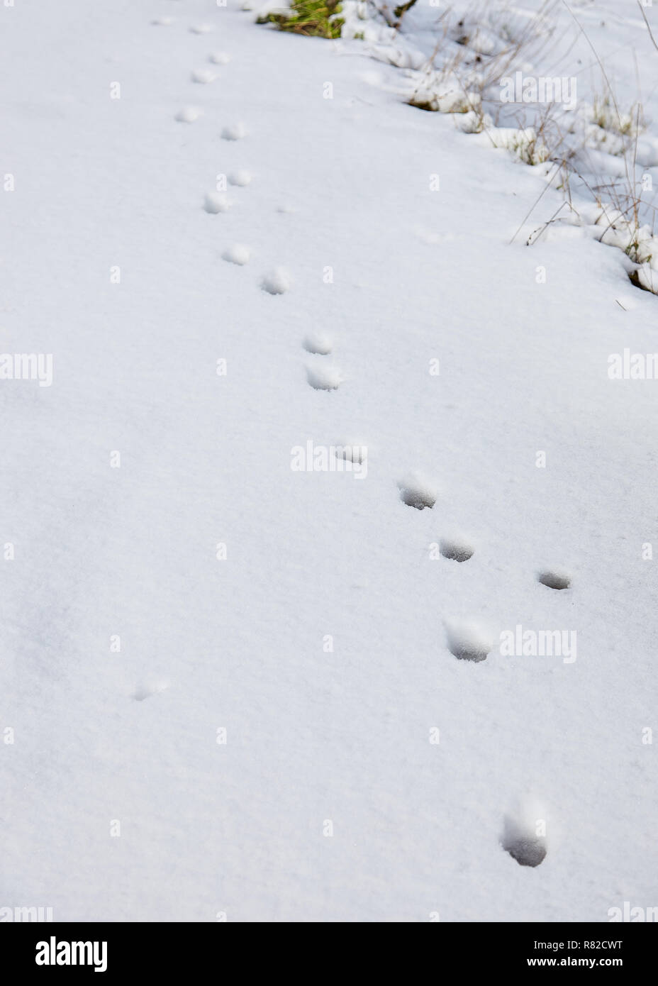 Landschaftlich schöne Aussicht auf verschneite Wald details während des Winters in Parnitha Berg, Griechenland, Grußkarten Weihnachten in der Saison Stockfoto
