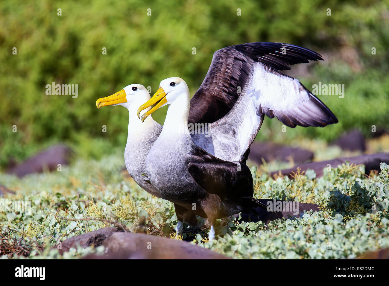 Winkte Albatrosse tun courtship Ritual am Espanola Island, Galapagos, Ecuador. Die winkte Albatross Rassen vor allem auf Espanola Island Stockfoto