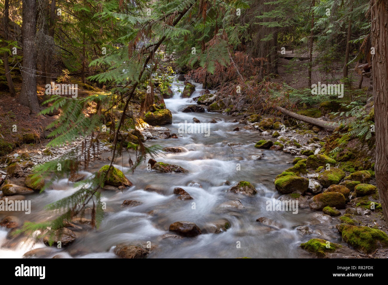 Fluss über ein Fundament, von Pinien und Felsen in den Kanadischen Rocky Mountains Wald gesäumt Hetzen Stockfoto
