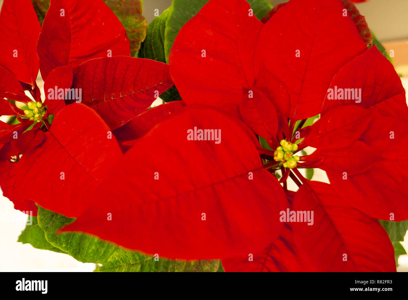 Sommer weihnachtsstern -Fotos und -Bildmaterial in hoher Auflsung  Alamy