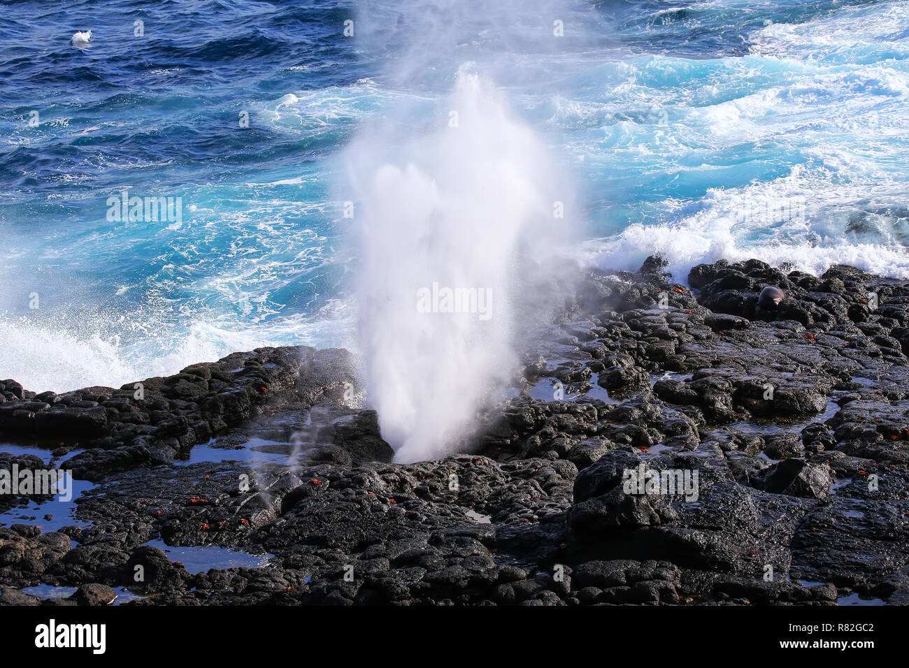 Wasserbrüchen durch Blowhole an der Küste von Espanola Island, Galapagos, Ecuador. Stockfoto