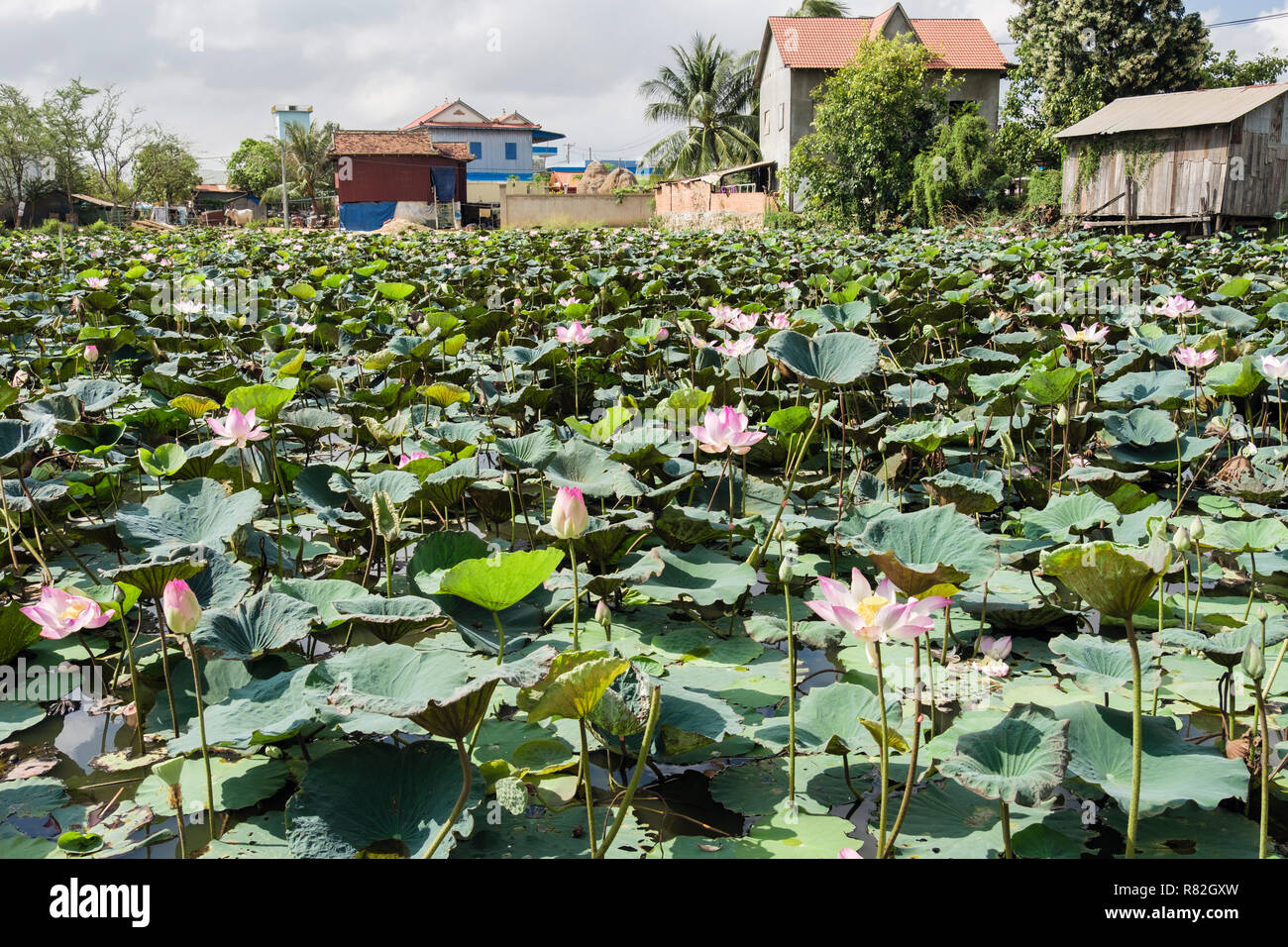 Die Heilige Lotusblume (Nelumbo nucifera) Teich mit Blumen blühen in den ländlichen Dorf. Kambodscha, Südostasien Stockfoto