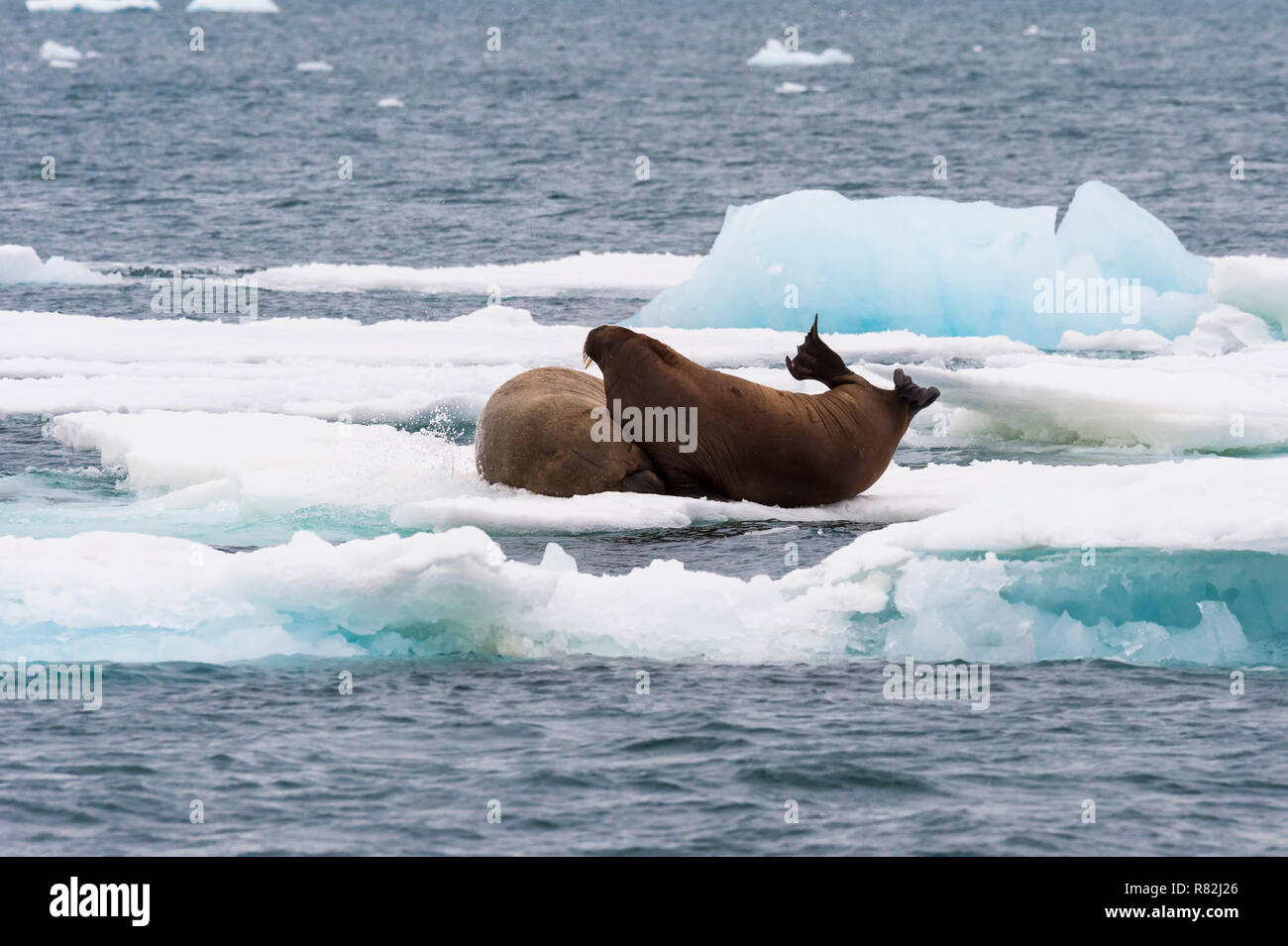 Walross (Odobenus rosmarus) ruht auf Eis, Gletscher, Brassvell Nordaustlandet, Svalbard, Norwegen Stockfoto