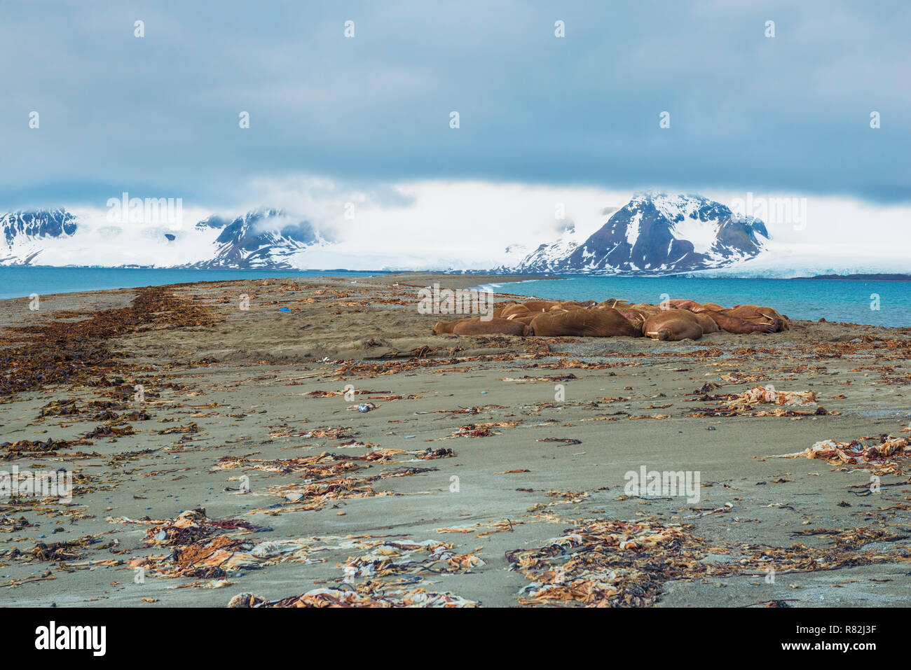 Walross (Odobenus rosmarus) Kolonie, Sarstangen, Prinz Charles Vorland Island, Spitzbergen, Svalbard, Norwegen Stockfoto