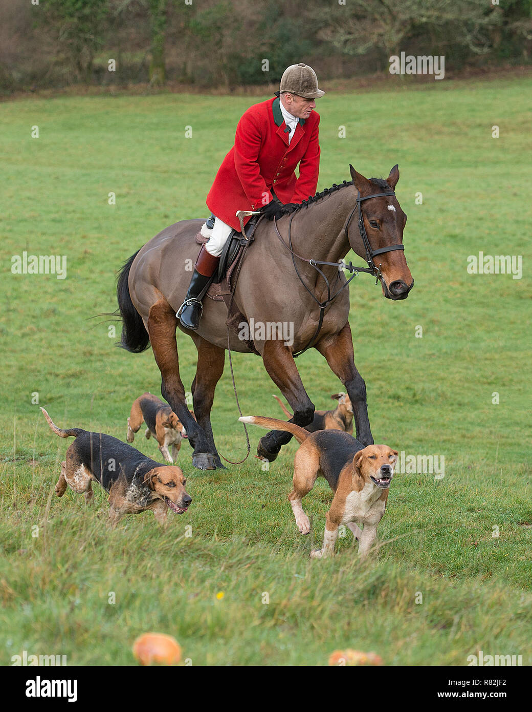 Huntsman mit Pack von Jagdhunde Stockfoto