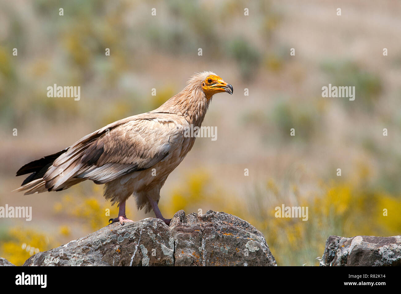 Schmutzgeier (Neophron percnopterus), Spanien, Porträt auf Felsen thront Stockfoto