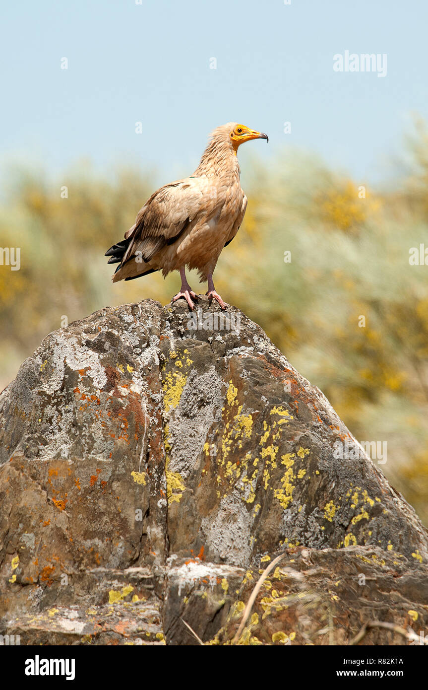 Schmutzgeier (Neophron percnopterus), Spanien, Porträt auf Felsen thront Stockfoto