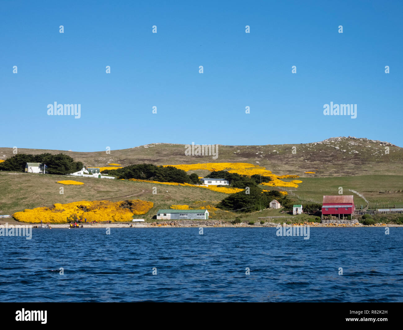 Vereinigtes Königreich, Falkland Inseln, West Falkland, West Point Island. Der Blick auf die Landschaft mit blühenden gelben Ginster. Stockfoto