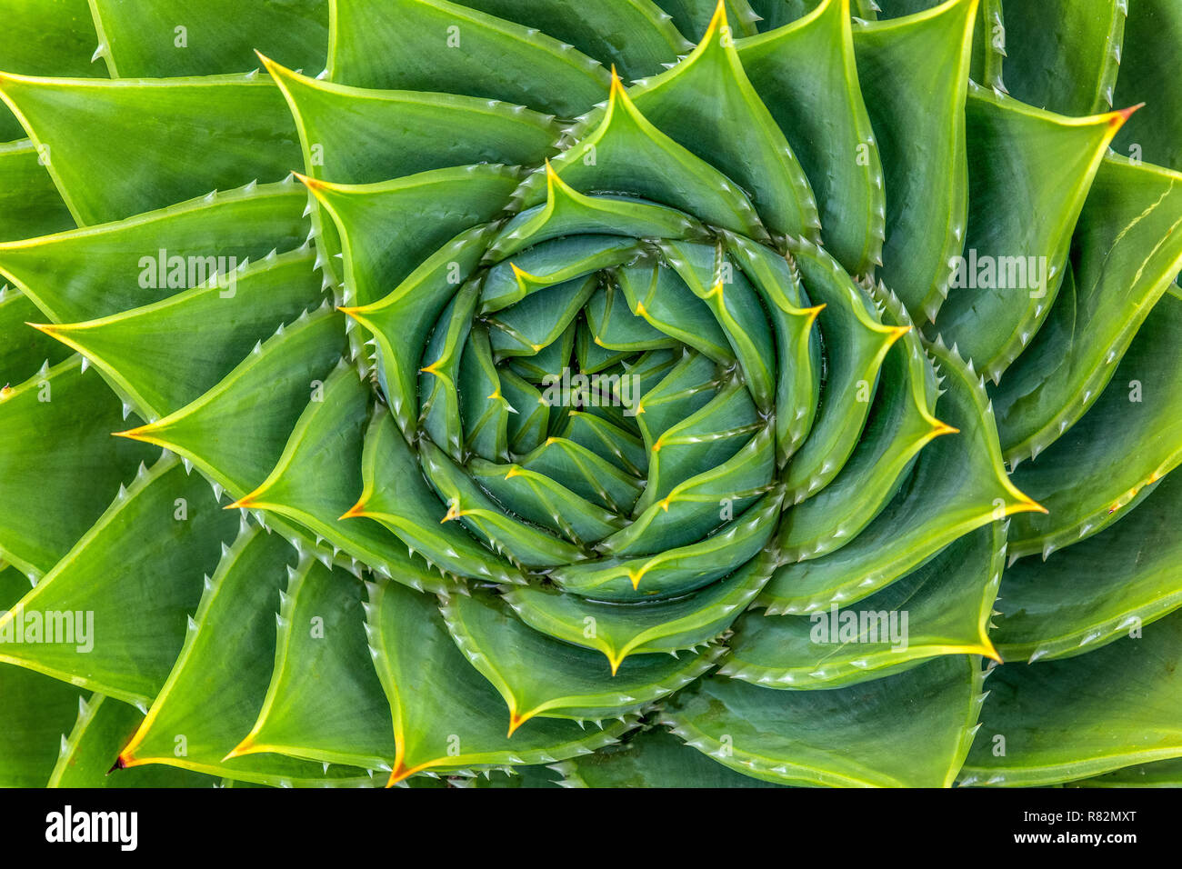 aloe vera drink premium Savia main image 1