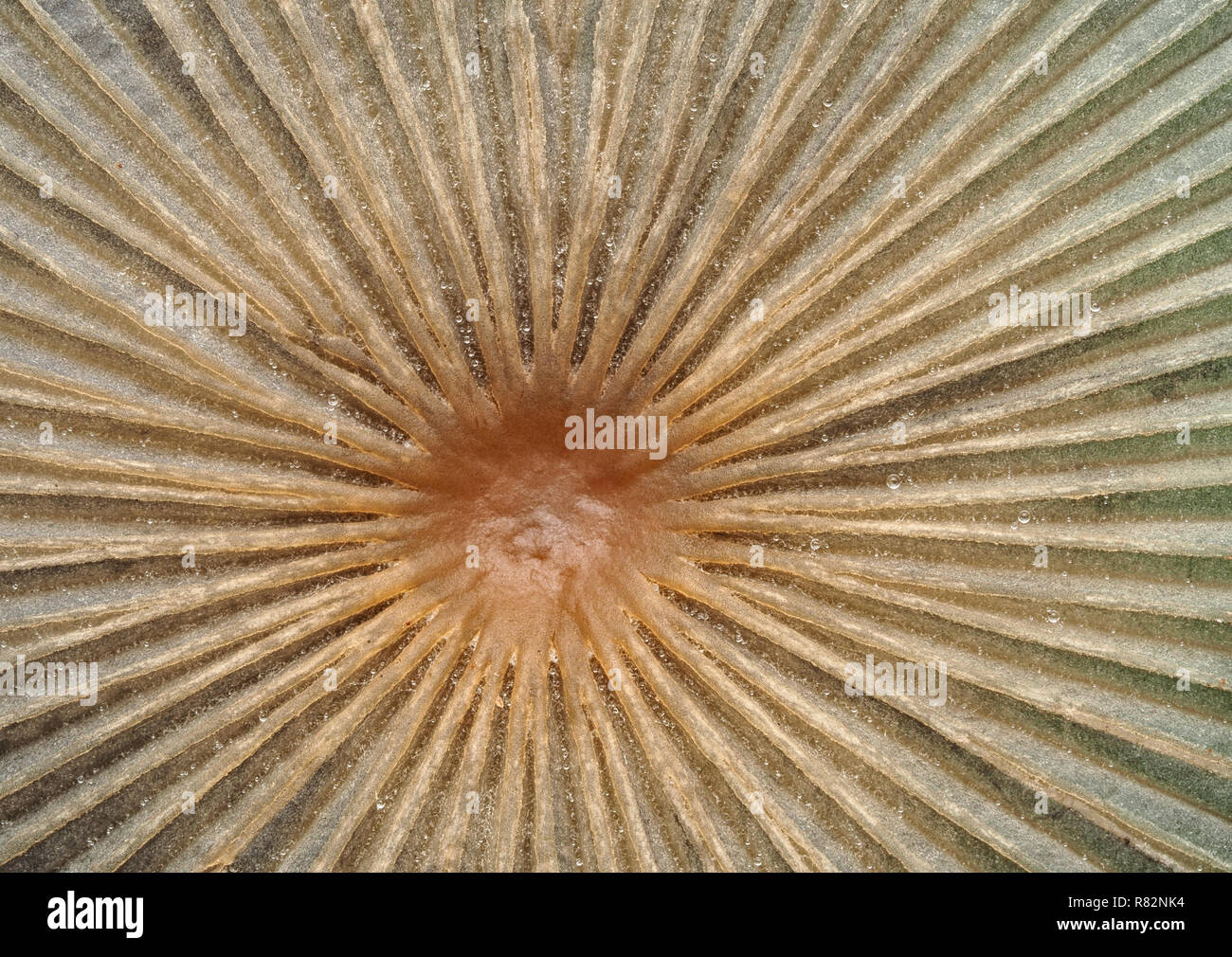 Nahaufnahme der Detail in der Oberseite von einem Sonnenschirm Pilz. Tipperary, Irland Stockfoto