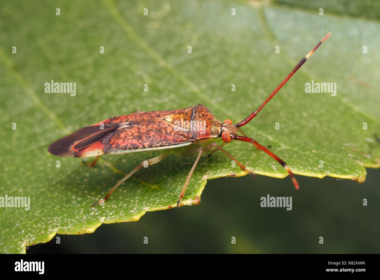 Pantilius tunicatus Mirid Bug () ruht auf Erle Blatt. Tipperary, Irland Stockfoto