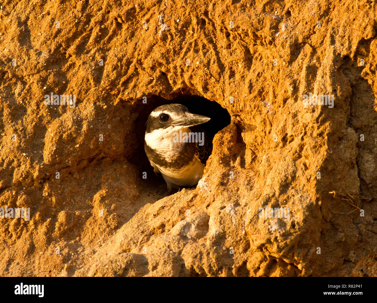 A Pied kingfisher Peers aus dem Eingang von seinem Nest Tunnel, der mühsam aus dem sandigen Ufer von Überflutung gegraben ist Stockfoto