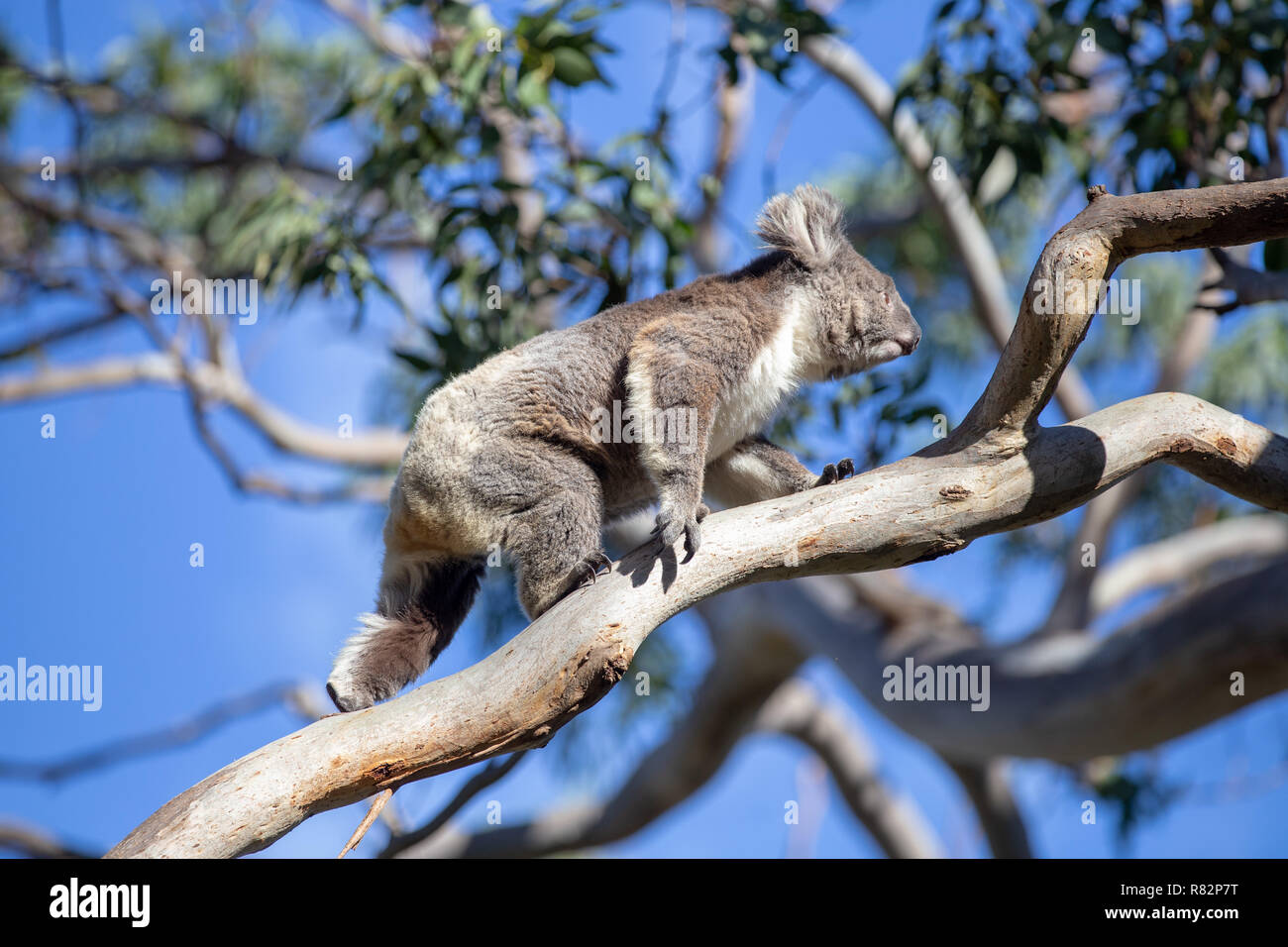 Grau Australian Koala Stockfoto