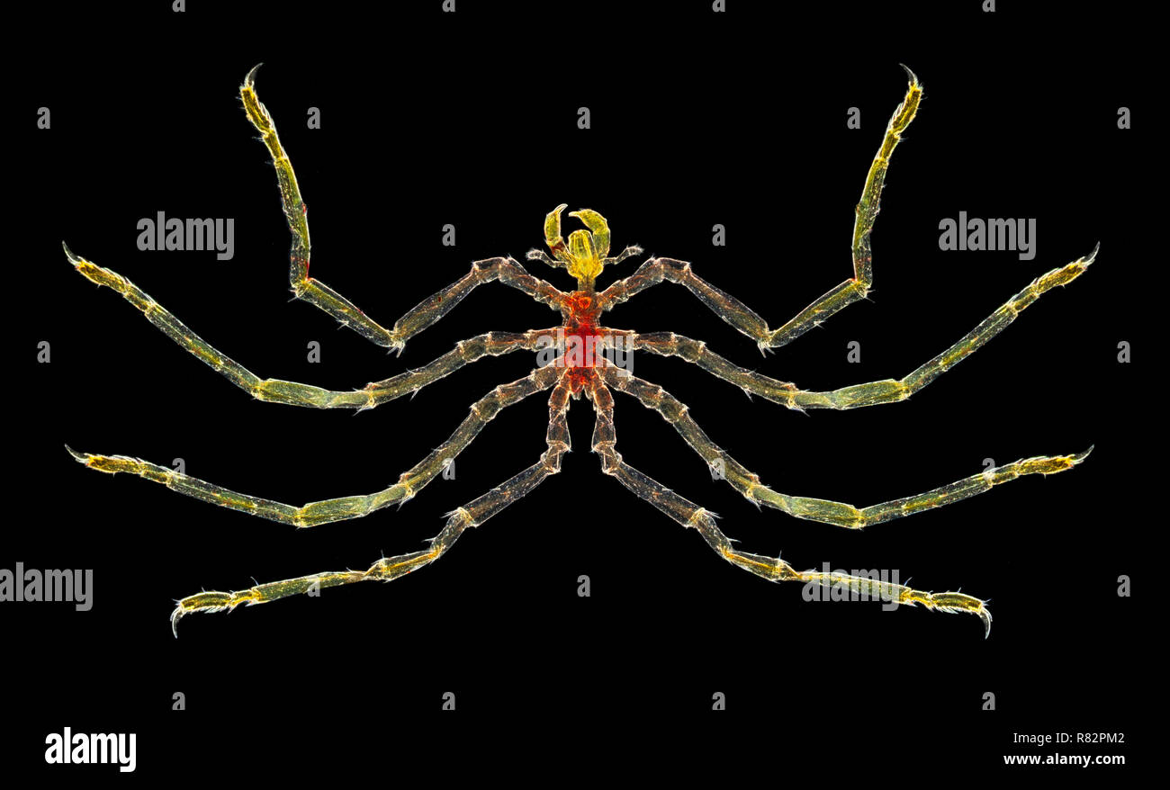 Sea Spider, Dunkelfeld photomicrograph, Thames Estuary, UK, Nymphon Griech. Stockfoto