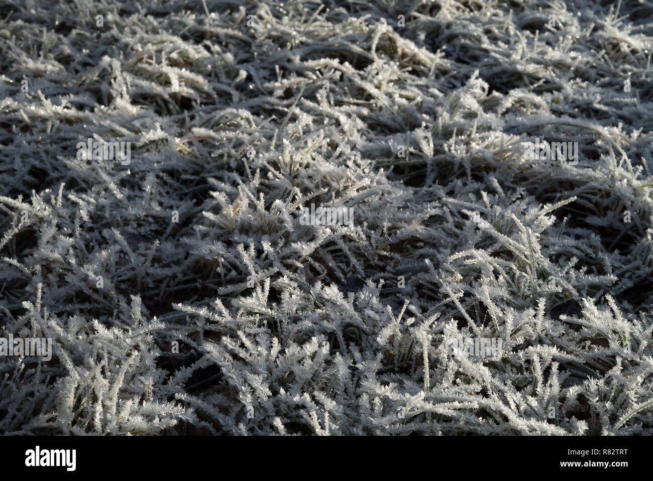 Boden bedeckt in glitzernder Raureif Winter und gestochen scharfe, mattierte Gras mit vereisten Schnee Kristalle im Garten eine kalte, ruhigen Winter morgen Stockfoto