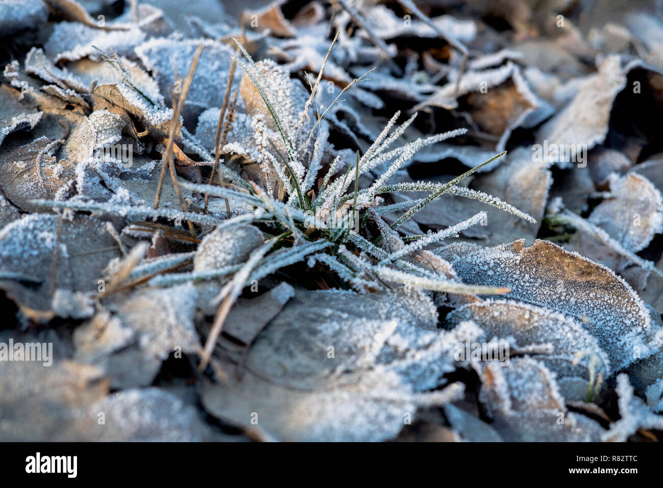Closeup detail Frost und Crisp getrocknete Blätter und Gras auf dem Boden frostig kalt Raureif in natürlichen Winter morgen Licht Stockfoto
