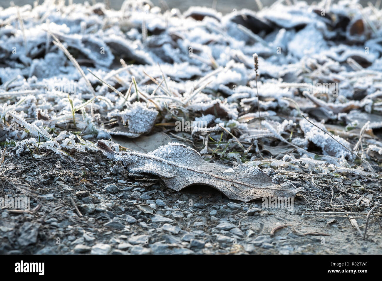 Gefrorene iced Blätter und Gras auf dem Boden im Hoar Frost bedeckt einen kalten frühen nordischen Winter Morgen bei Sonnenaufgang - Begriff der Gefriertemperatur Stockfoto