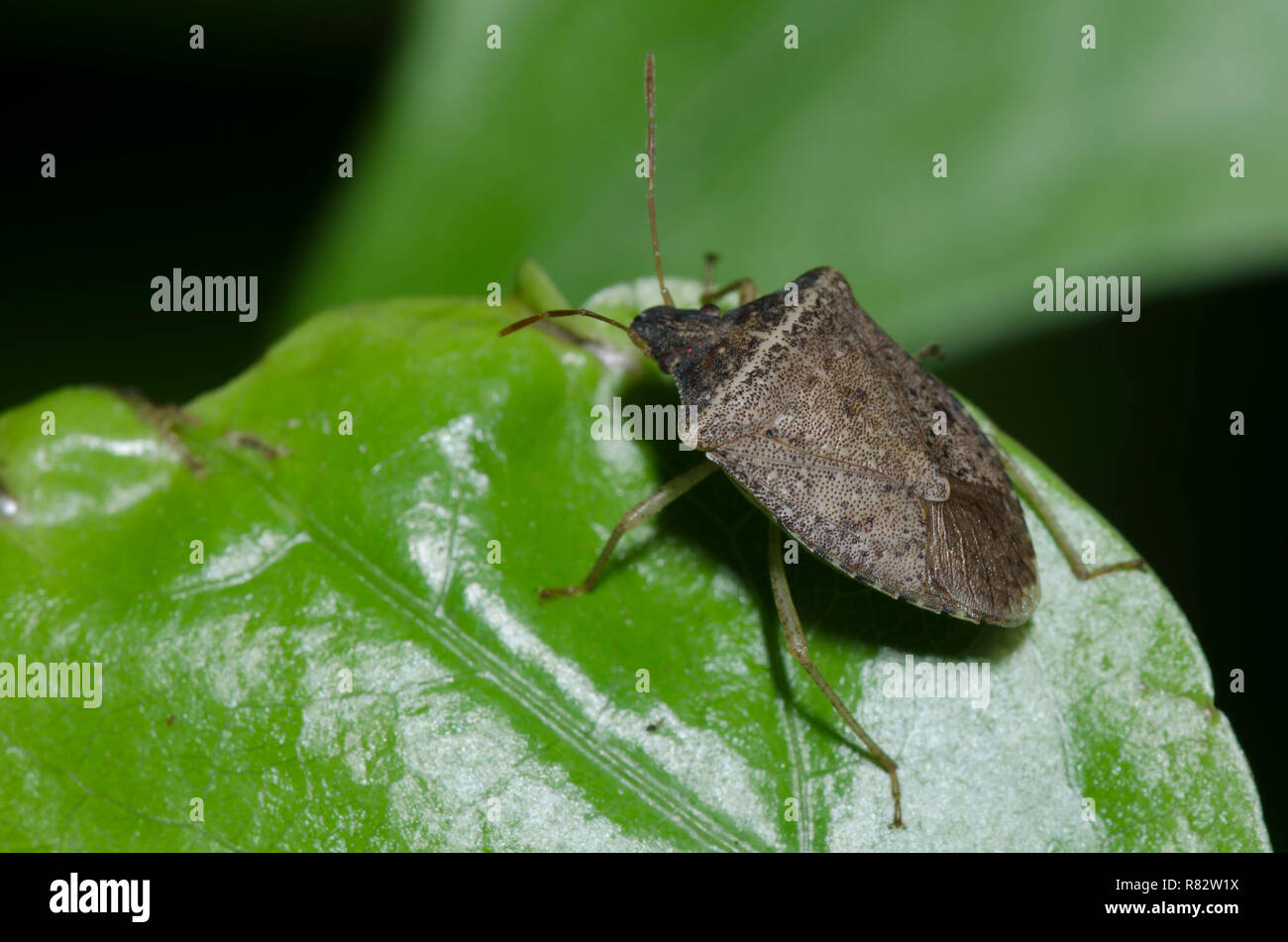 Stinken Bug, Euschistus obscurus Stockfoto