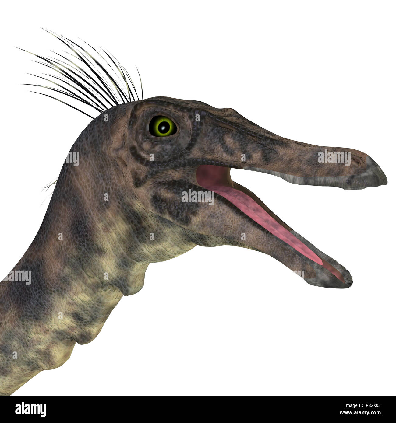 Gallimimus Dinosaurier Kopf - Gallimimus war ein Allesfresser theropode Saurier, die in der Mongolei während der Kreidezeit lebten. Stockfoto
