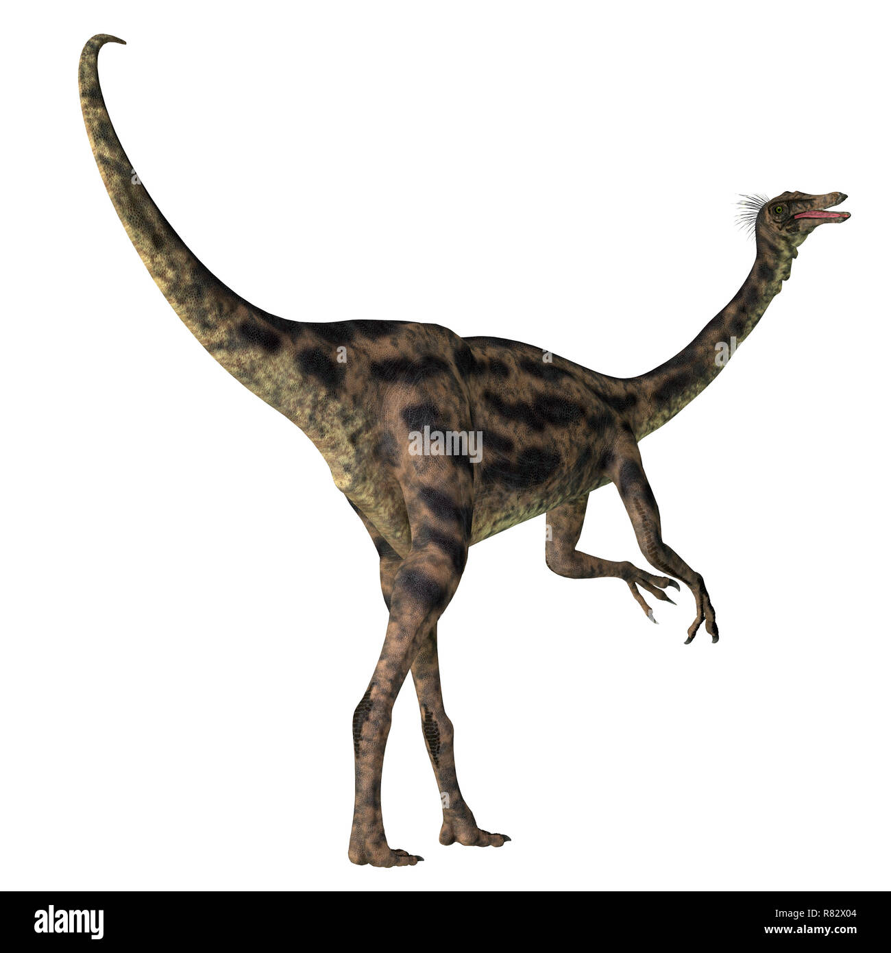 Gallimimus Dinosaurier Schwanz - Gallimimus war ein Allesfresser theropode Saurier, die in der Mongolei während der Kreidezeit lebten. Stockfoto