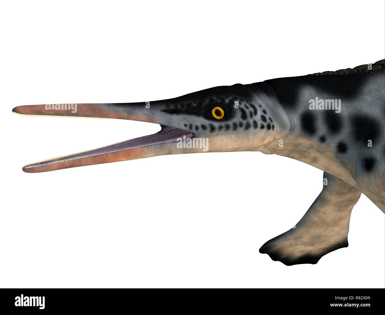 Hupehsuchus Reptile Kopf - Hupehsuchus war ein Ichthyosaur marine Reptil, das in China während der Trias lebte. Stockfoto
