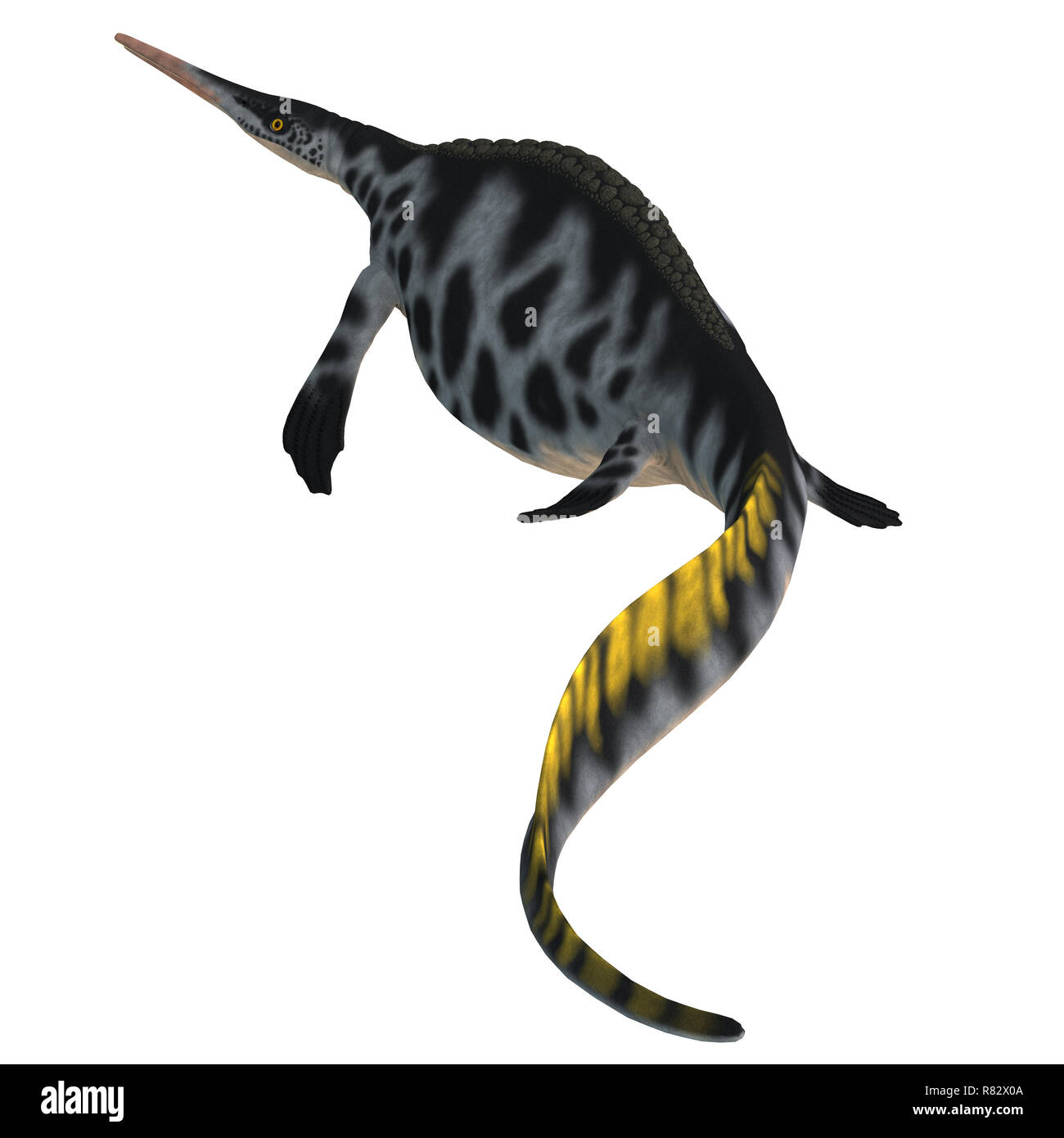 Hupehsuchus Reptile Schwanz - Hupehsuchus war ein Ichthyosaur marine Reptil, das in China während der Trias lebte. Stockfoto