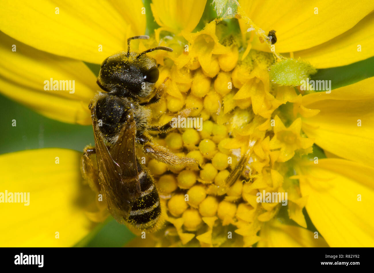 Ligiert Furche Biene, Halictus ligatus, Nahrungssuche auf Skeleton-Leaf Goldeneye, Viguiera stenoloba Stockfoto