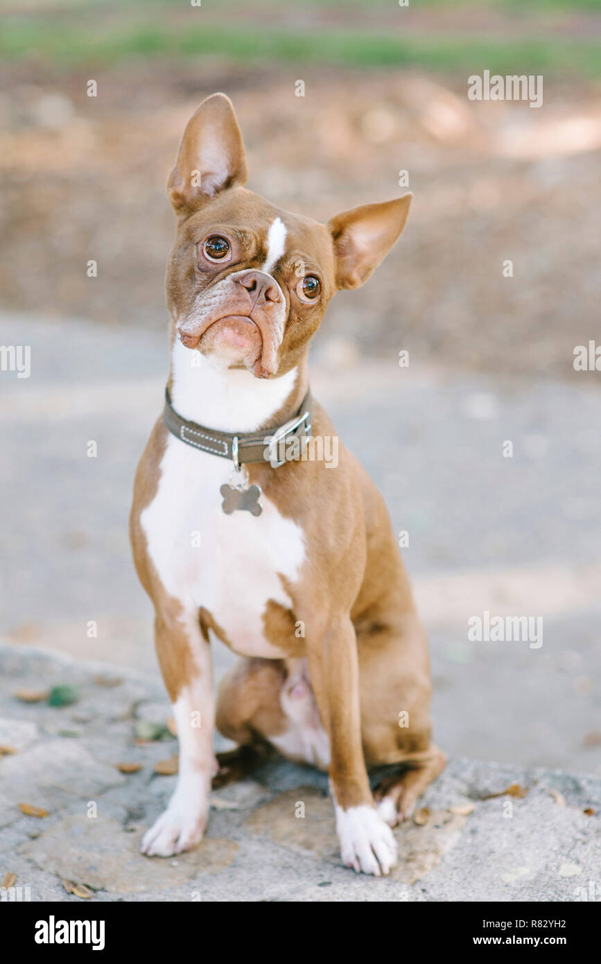 Pet-Boston Terrier hat einen verwirrten Blick mit einem geneigten Kopf Stockfoto
