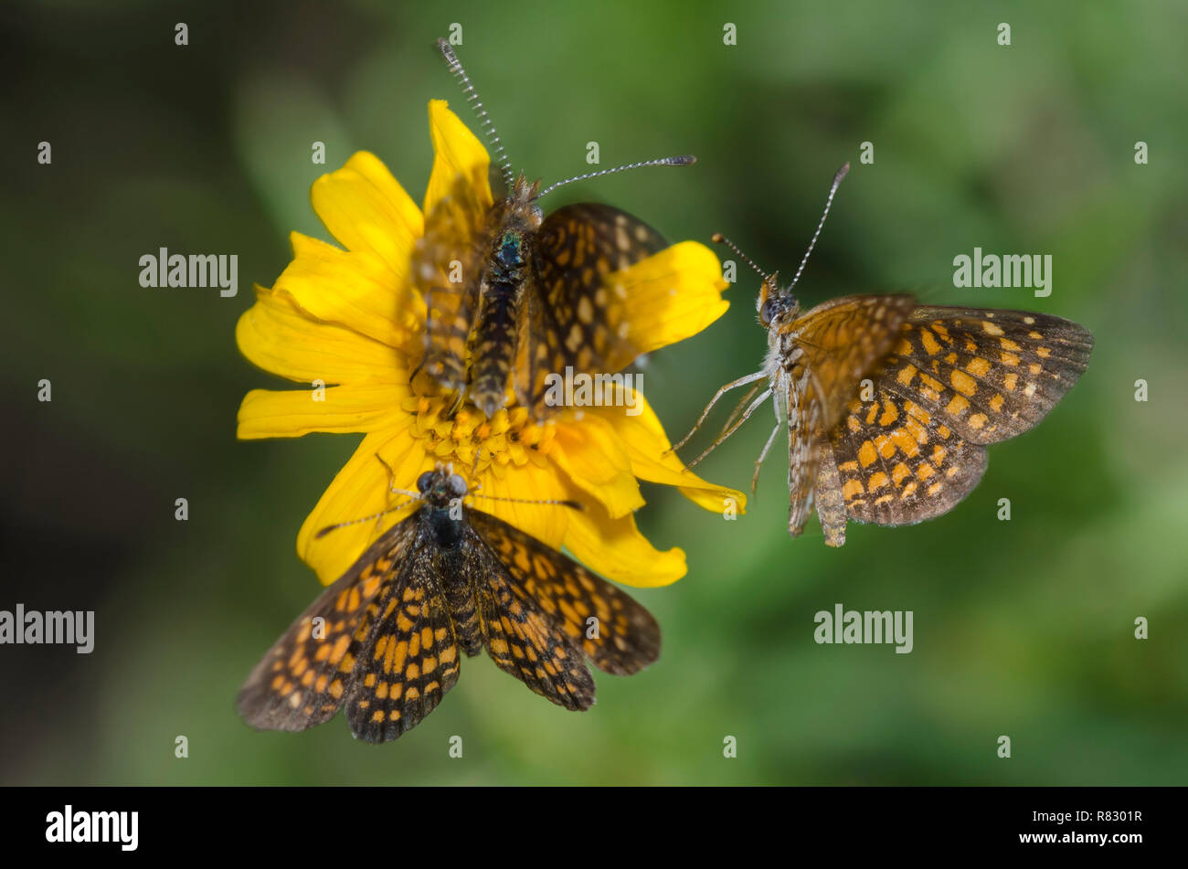 Elada Checkerspots, Microtia elada, zwei Männchen, die weiblich auf Skeleton-Leaf Goldeneye umwerben, Viguiera stenoloba, alle flattern Stockfoto