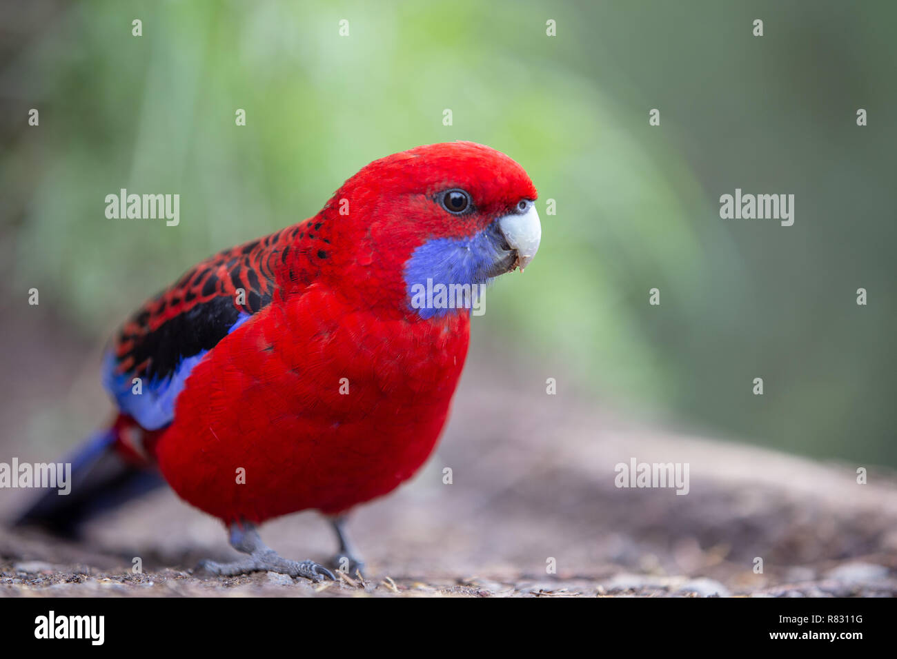 Rot und Blau Sittich Stockfoto