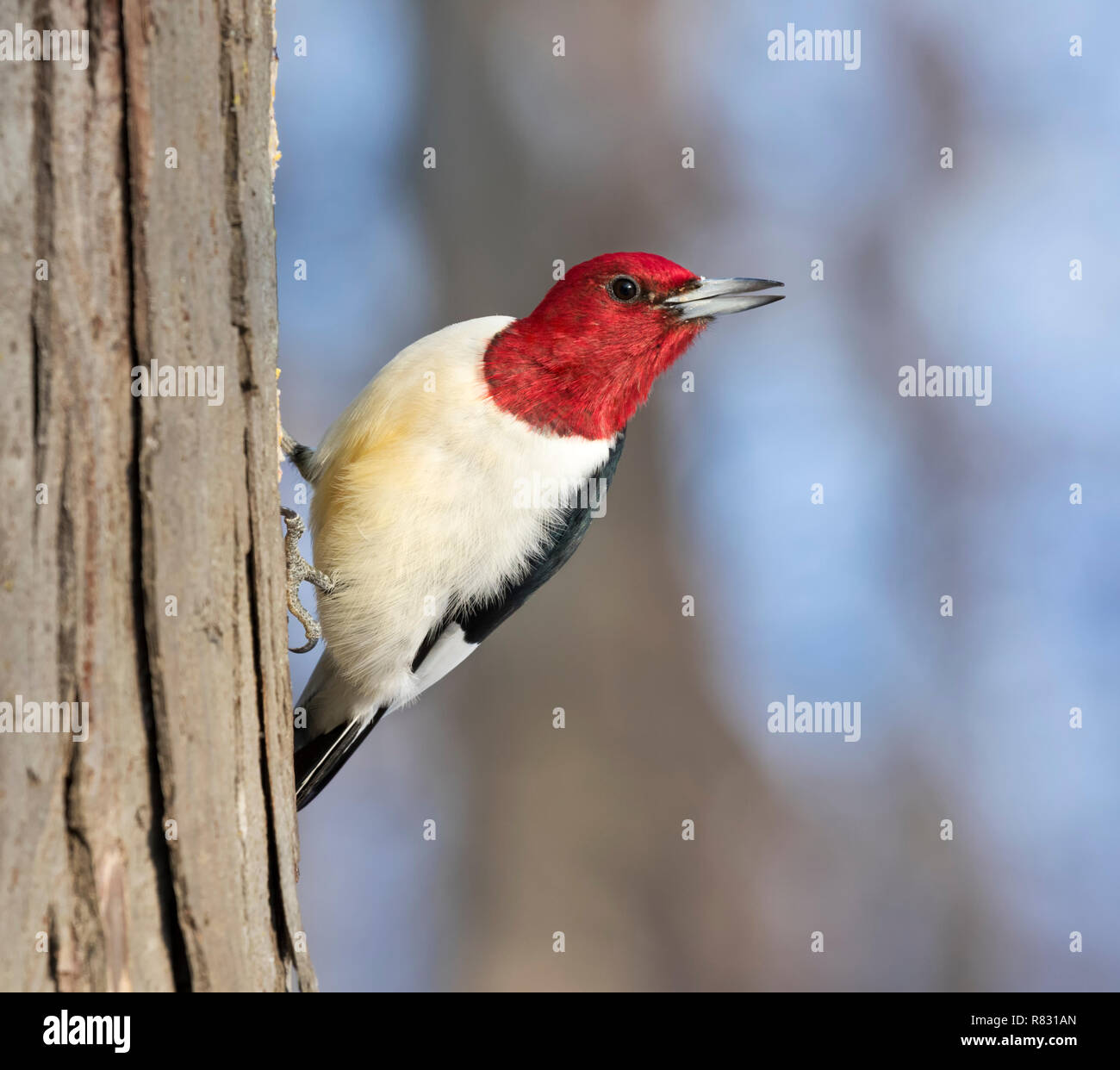 Rothaarige Specht (Melanerpes erythrocephalus) auf einem Baumstumpf, Iowa, USA. Stockfoto