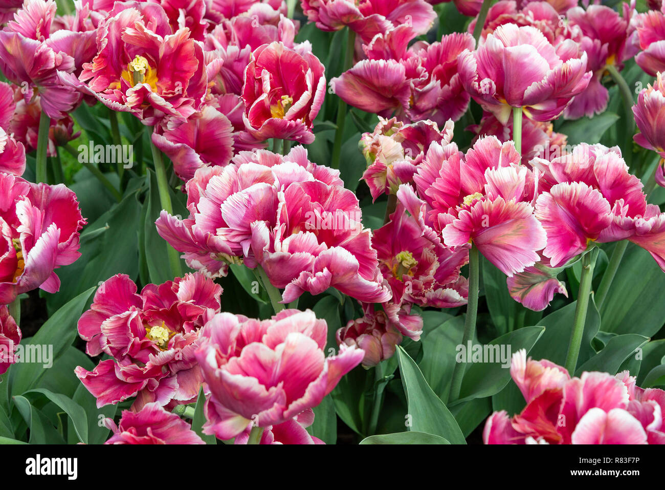 Rosa Tulpen Im Keukenhof Der Grosste Gluhbirne Blume Garten Der