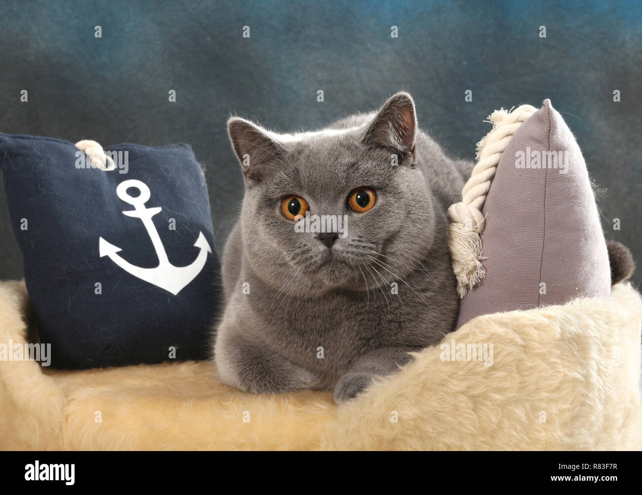 Britisch Kurzhaar Katze, blau, liegt zwischen Kissen Stockfoto