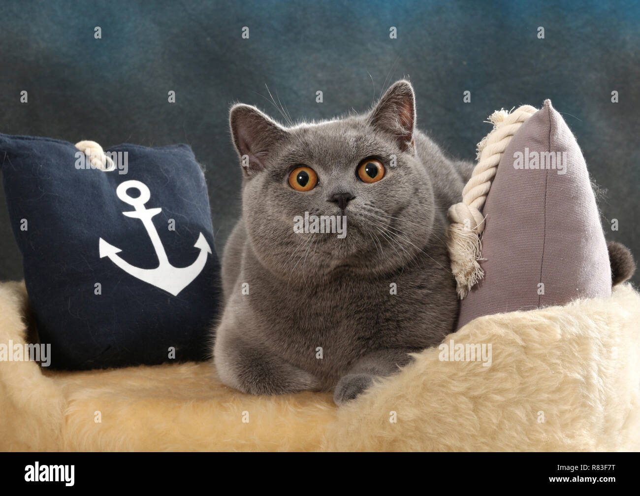 Britisch Kurzhaar Katze Blau Liegt Zwischen Kissen
