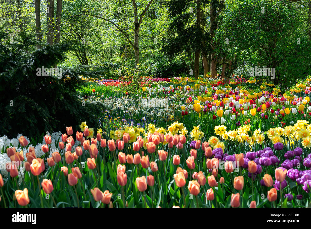 Keukenhof gardens Fotos und Bildmaterial in hoher Auflösung Alamy