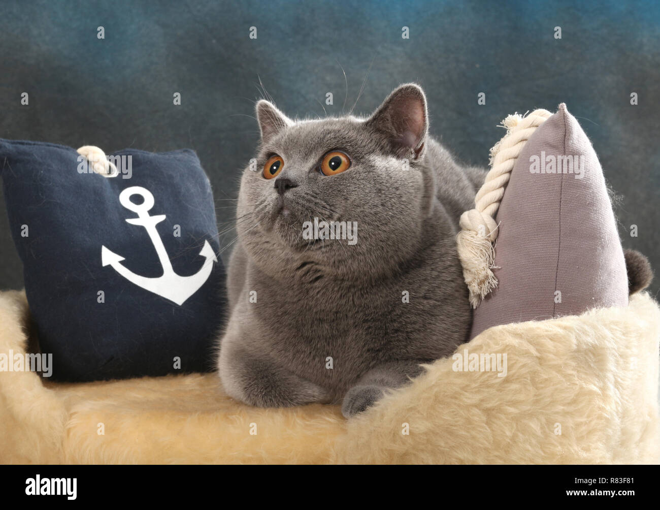 Britisch Kurzhaar Katze, blau, liegt zwischen Kissen Stockfoto