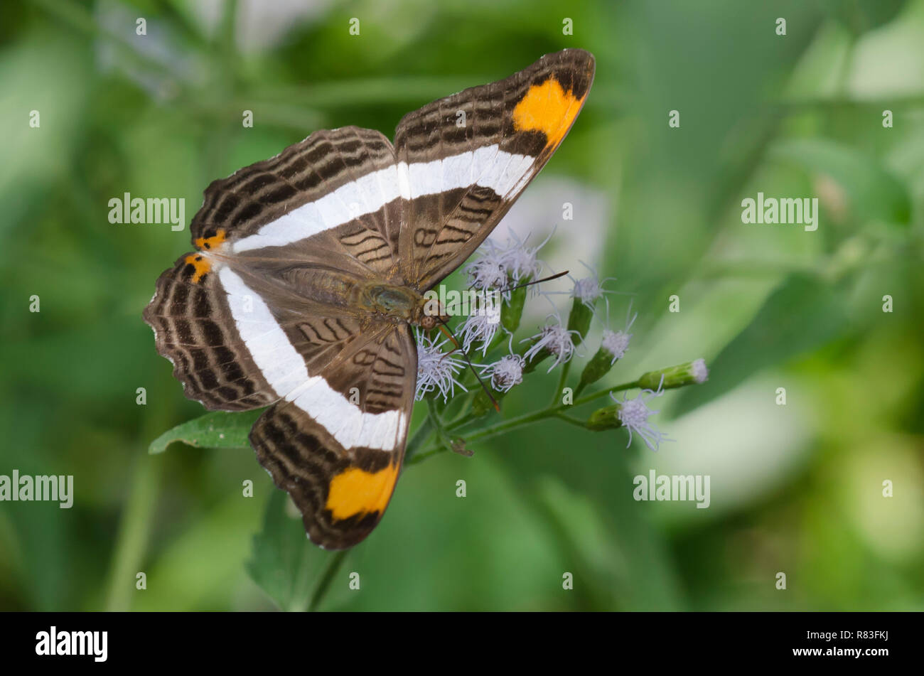 Band-celled Schwester, Adelpha fessonia, auf Nebel Blume, Conoclinium sp. Stockfoto