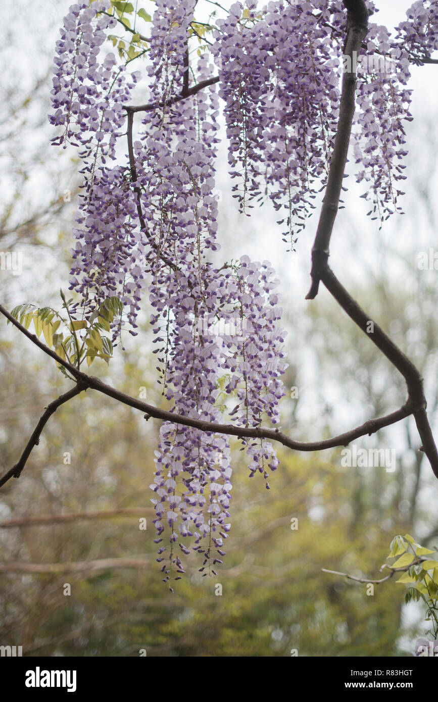 Hell lila Wisteria nehmen über die Brooklyn Botanical Garden in jedem Frühjahr. Stockfoto