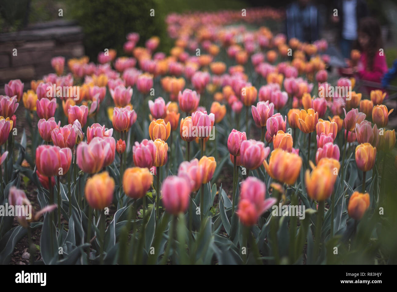 Felder aus rosa und orange Tulpen blühen im Brooklyn Botanical Garden. Stockfoto