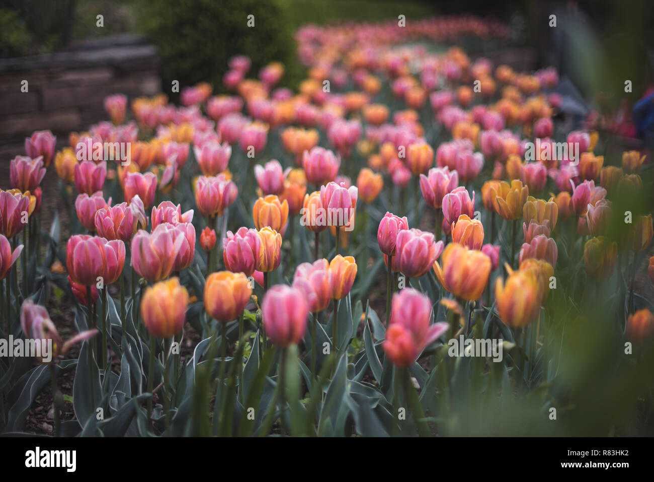 Felder aus rosa und orange Tulpen blühen im Brooklyn Botanical Garden. Stockfoto