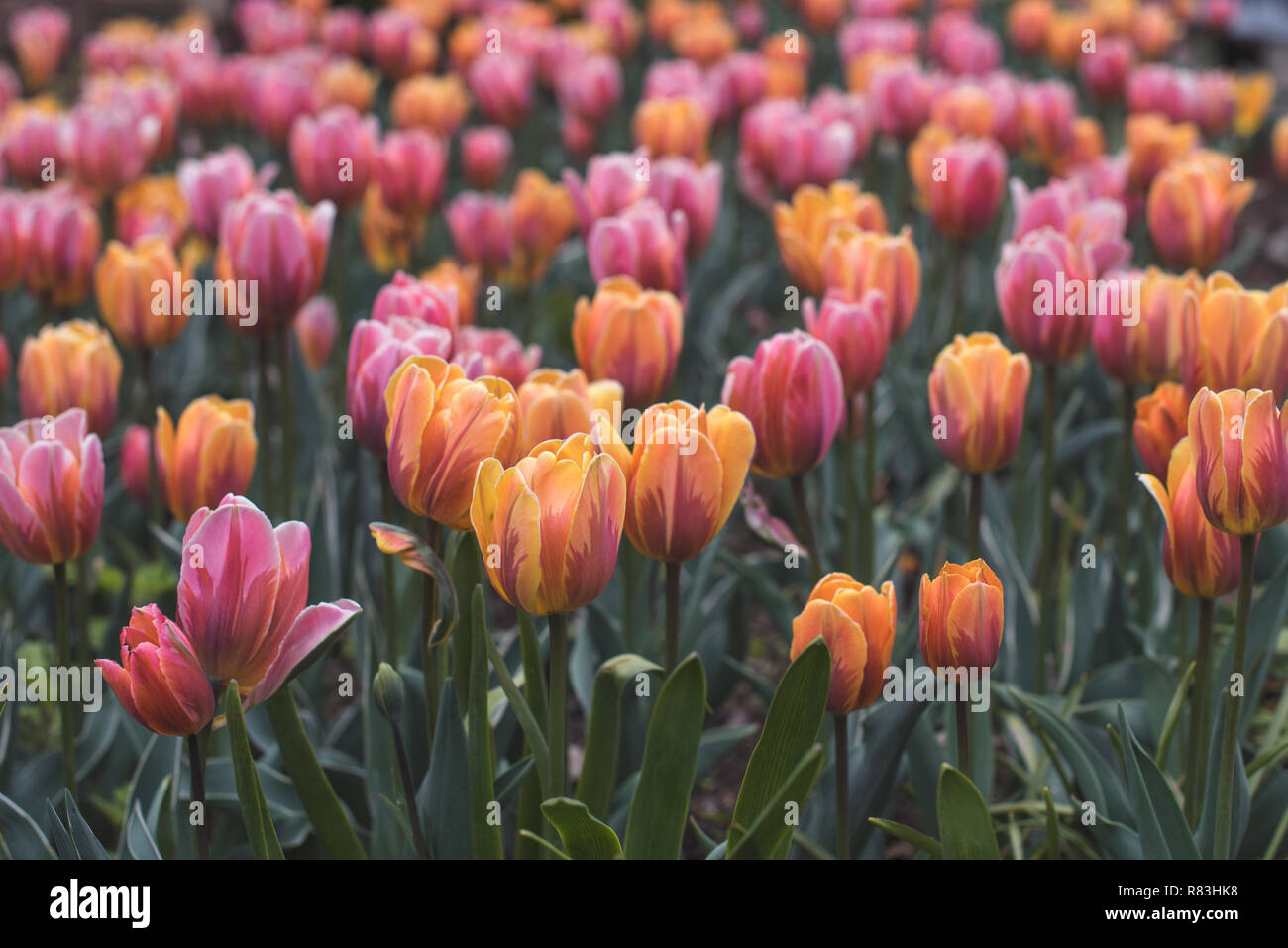 Felder aus rosa und orange Tulpen blühen im Brooklyn Botanical Garden. Stockfoto