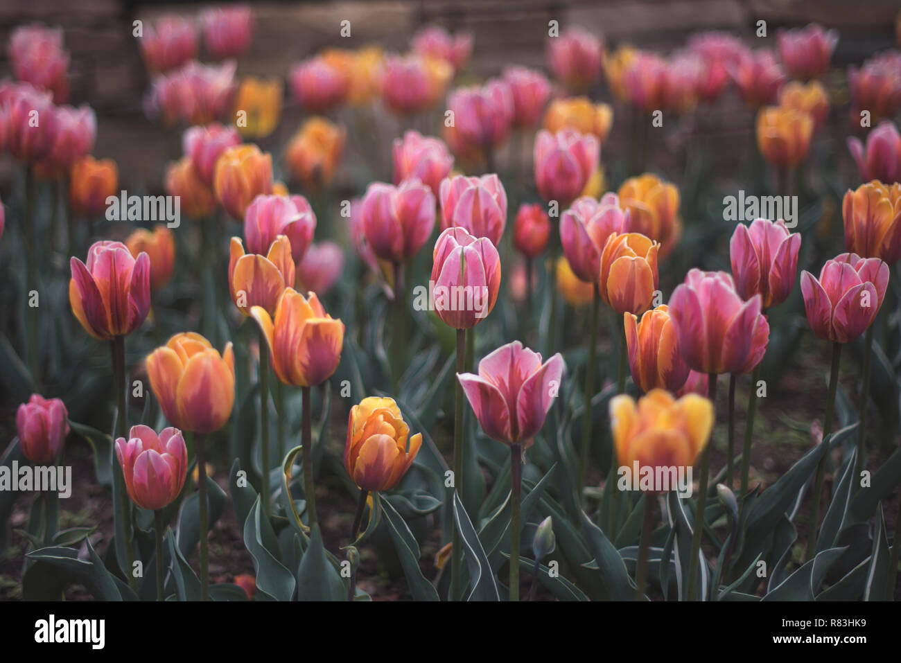 Felder aus rosa und orange Tulpen blühen im Brooklyn Botanical Garden. Stockfoto