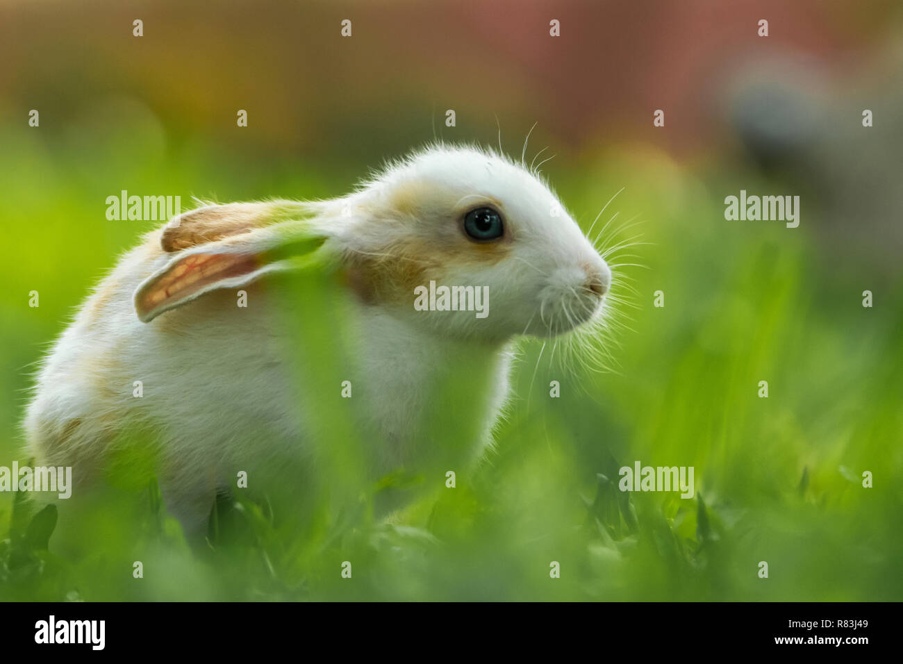 Kaninchen sind klein und pelzigen Säugetiere Stockfoto