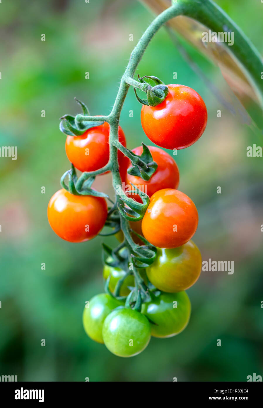 Reife Tomaten in einem Gewächshaus, reif für die Ernte. Sie sind
