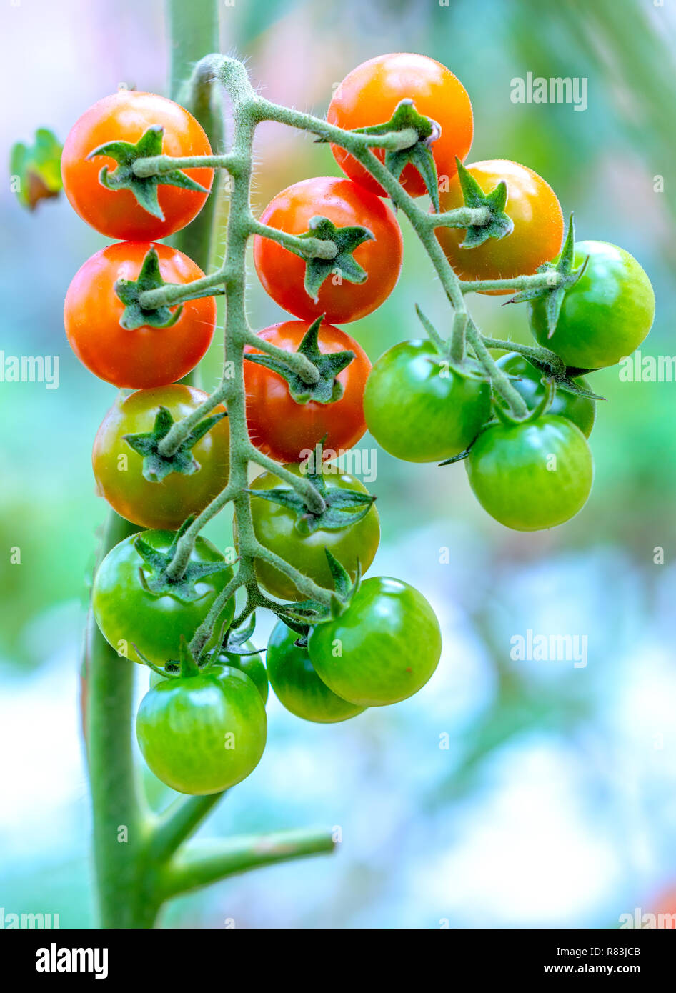 Reife Tomaten in einem Gewächshaus, reif für die Ernte. Sie sind japanische Sorten von Tomate im kalten Land von Dalat Vietnam gewachsen. Stockfoto